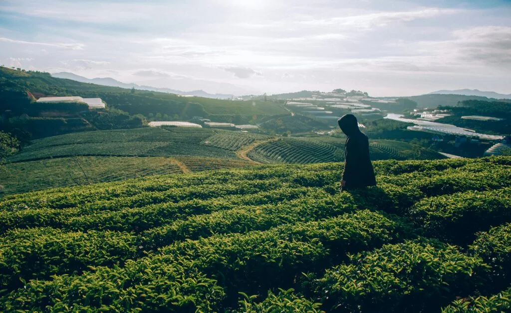 A serene tea plantation landscape with a lone traveler gazing over lush green fields under a bright sky.